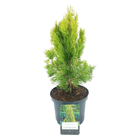 Platycladus or. 'Elegantissima' (Thuja)