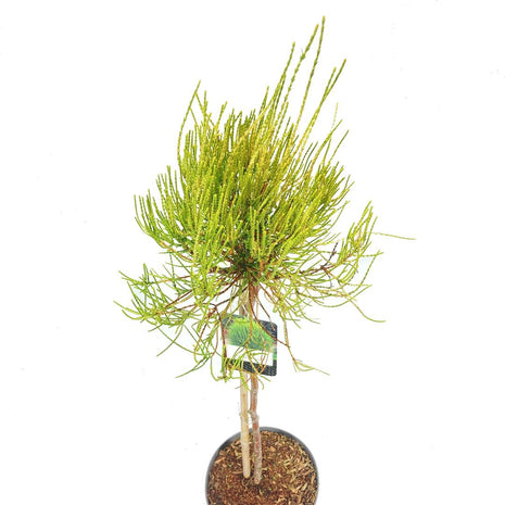 Platycladus or. 'Franky Boy' (thuja)