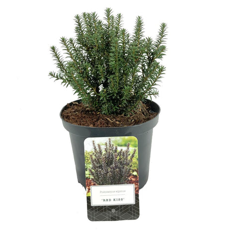 Podocarpus alp. "Jalakon punainen"