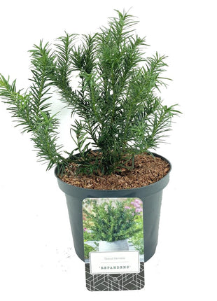 Taxus b. "Repandens"