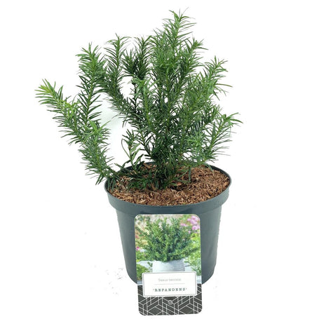 Taxus b. 'Repandens'