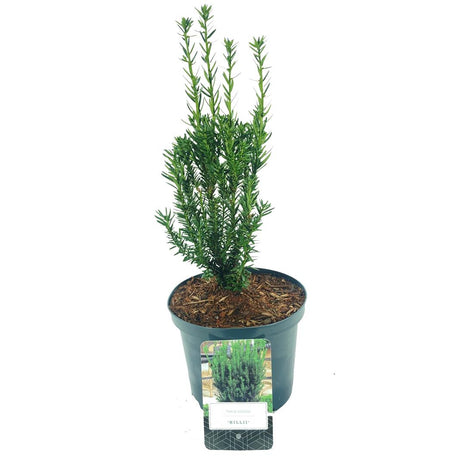 Taxus media 'Hillii'