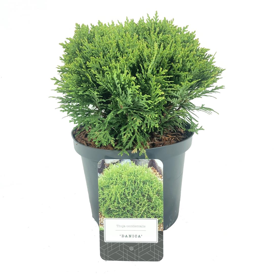 Thuja occ. &