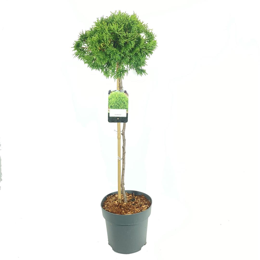 Thuja occ. &