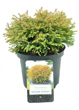 Thuja jne. "Golden Tuffet"