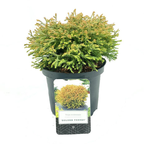 Thuja jne. "Golden Tuffet"