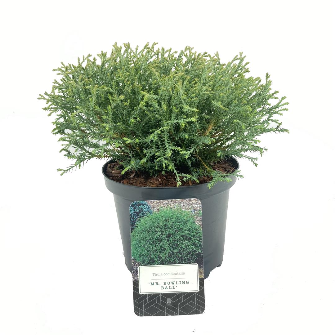 Thuja occ. &