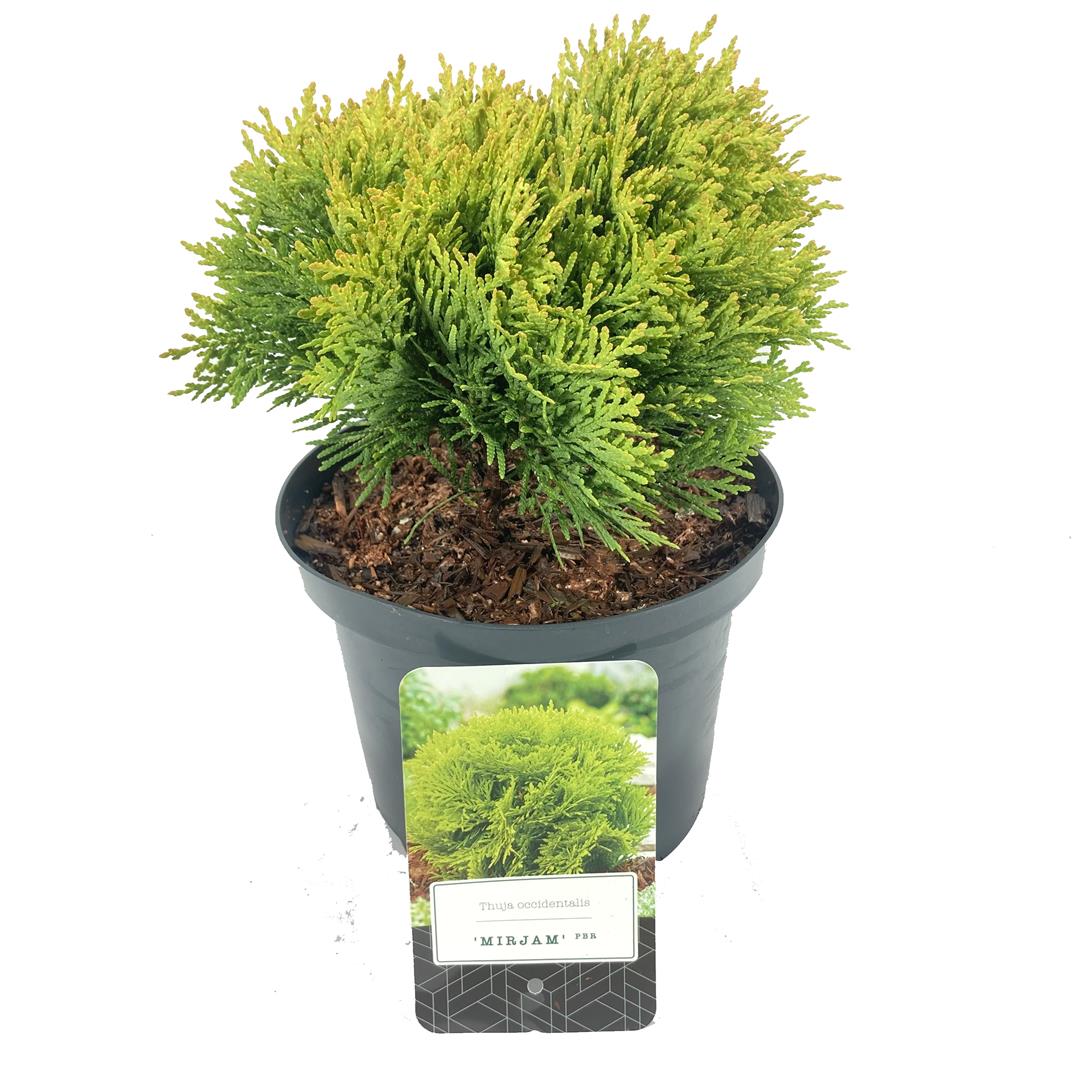 Thuja occ. &
