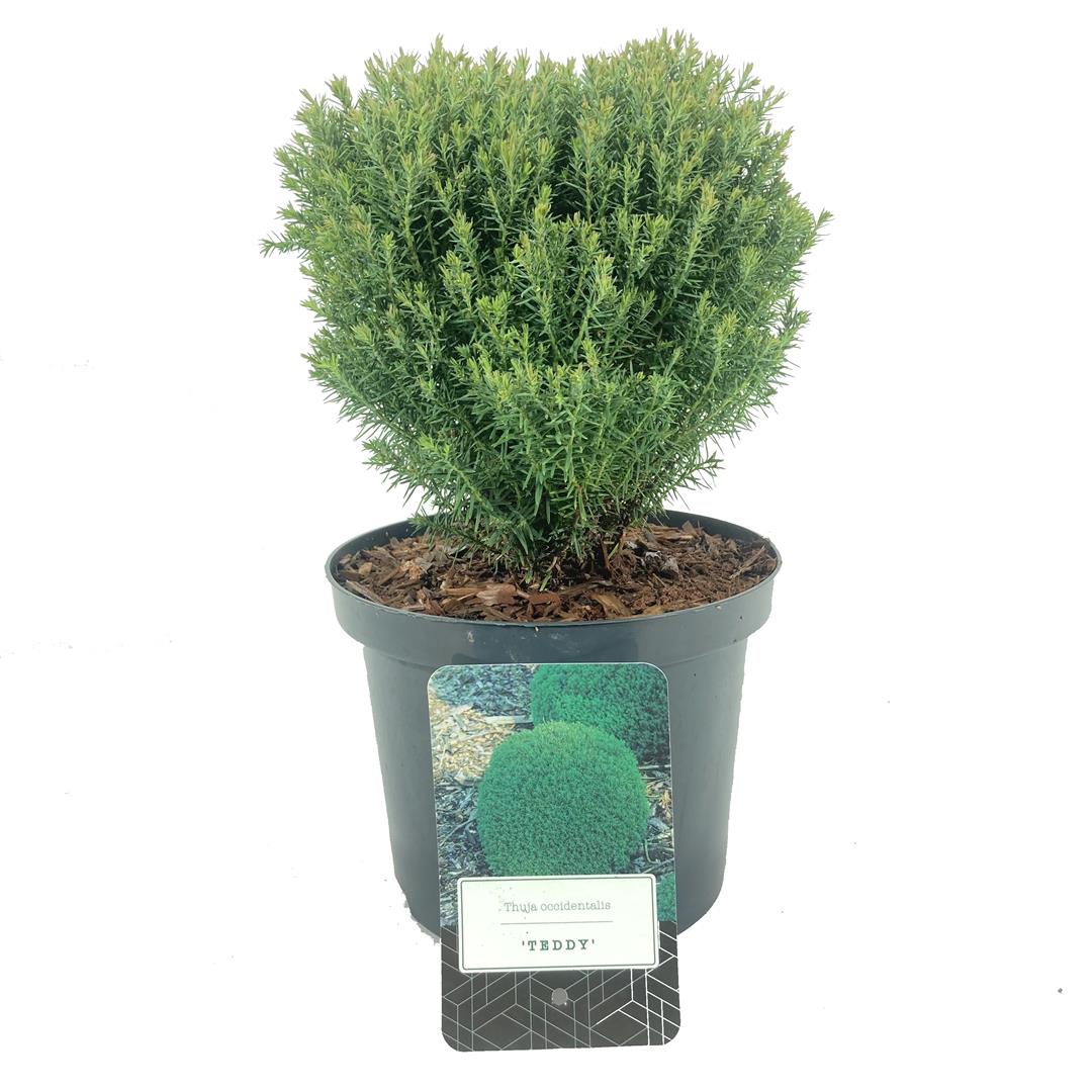 Thuja occ. &