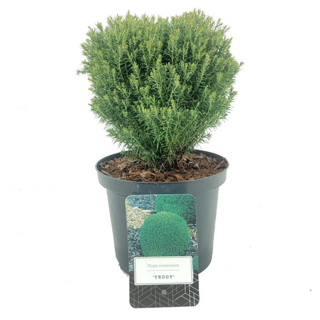 Thuja jne. "Nallet"