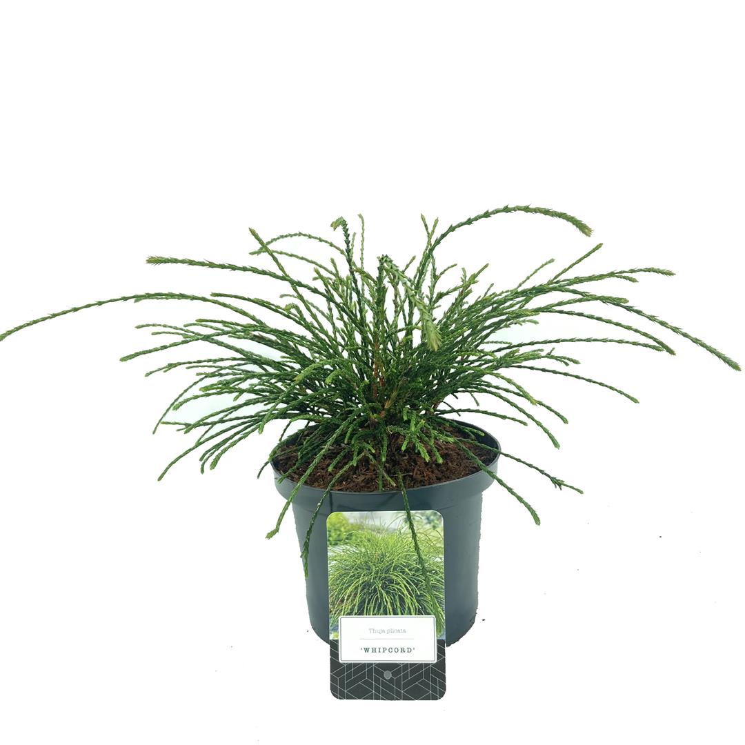 Thuja pl. &
