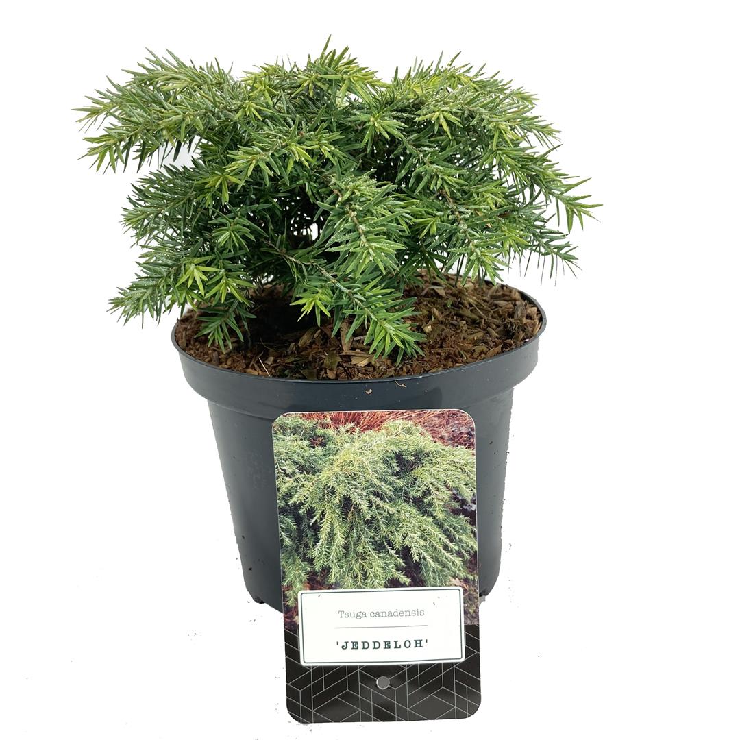 Hemlock can. &