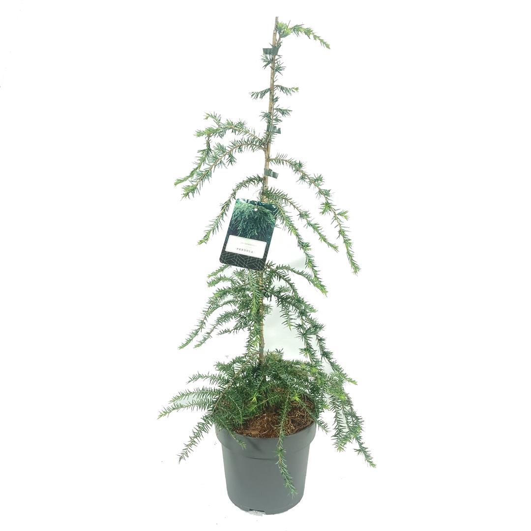 Hemlock can. &