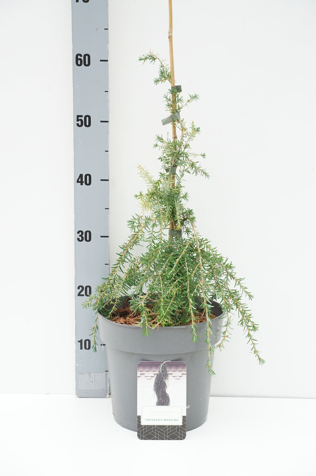 Hemlock het. &