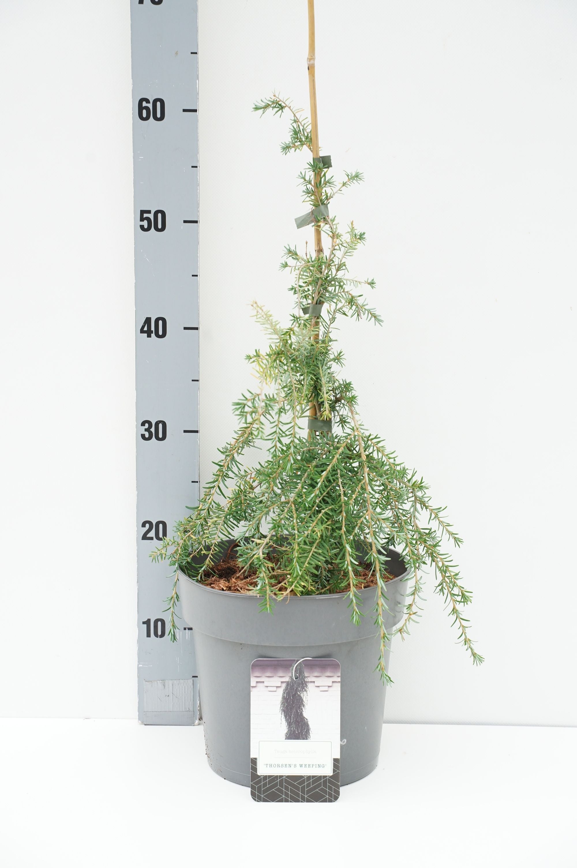 Hemlock het. &