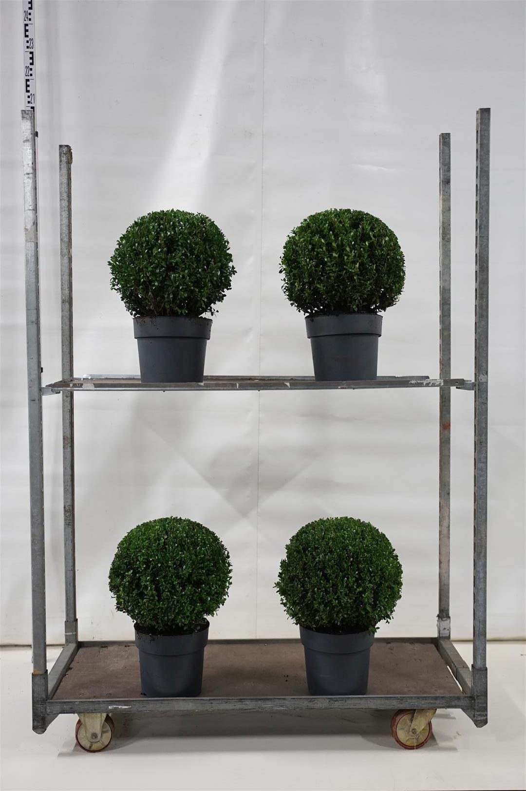Ilex crenata &