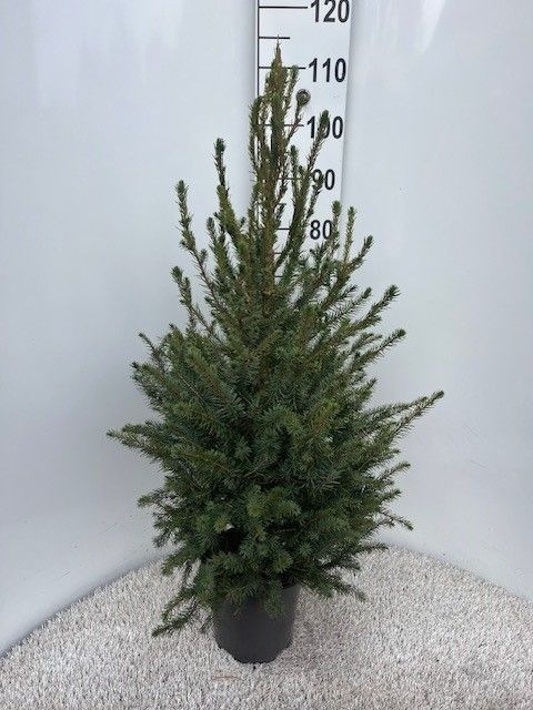 Gran omorika - C4/P21 80-100 CM