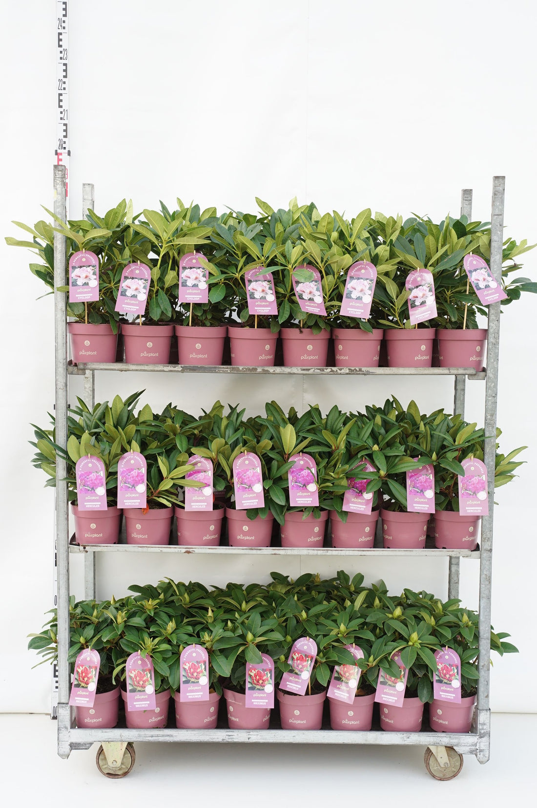 Rododendron in cultivars - C2/P17 30-35 CM