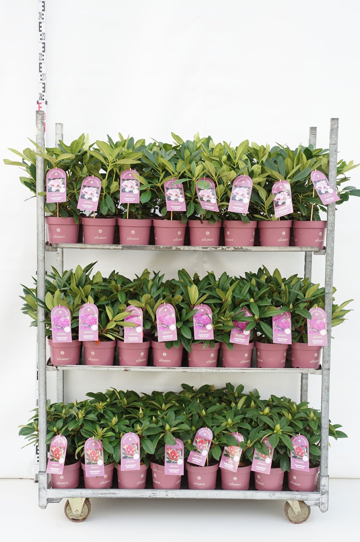 Rododendron in cultivars - C2/P17 30-35 CM
