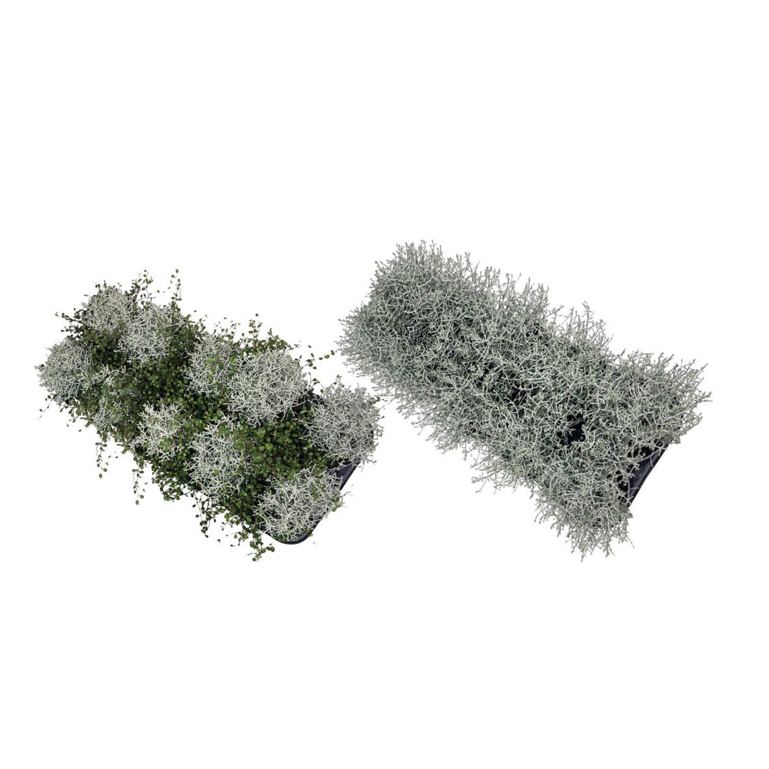 Calocephalus - P12