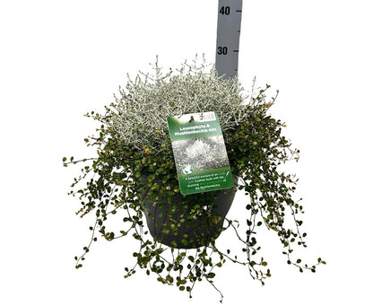 Calocephalus &amp; Muehlenbeckia-mix C5 (5 liters kruka / 23 cm kruka)