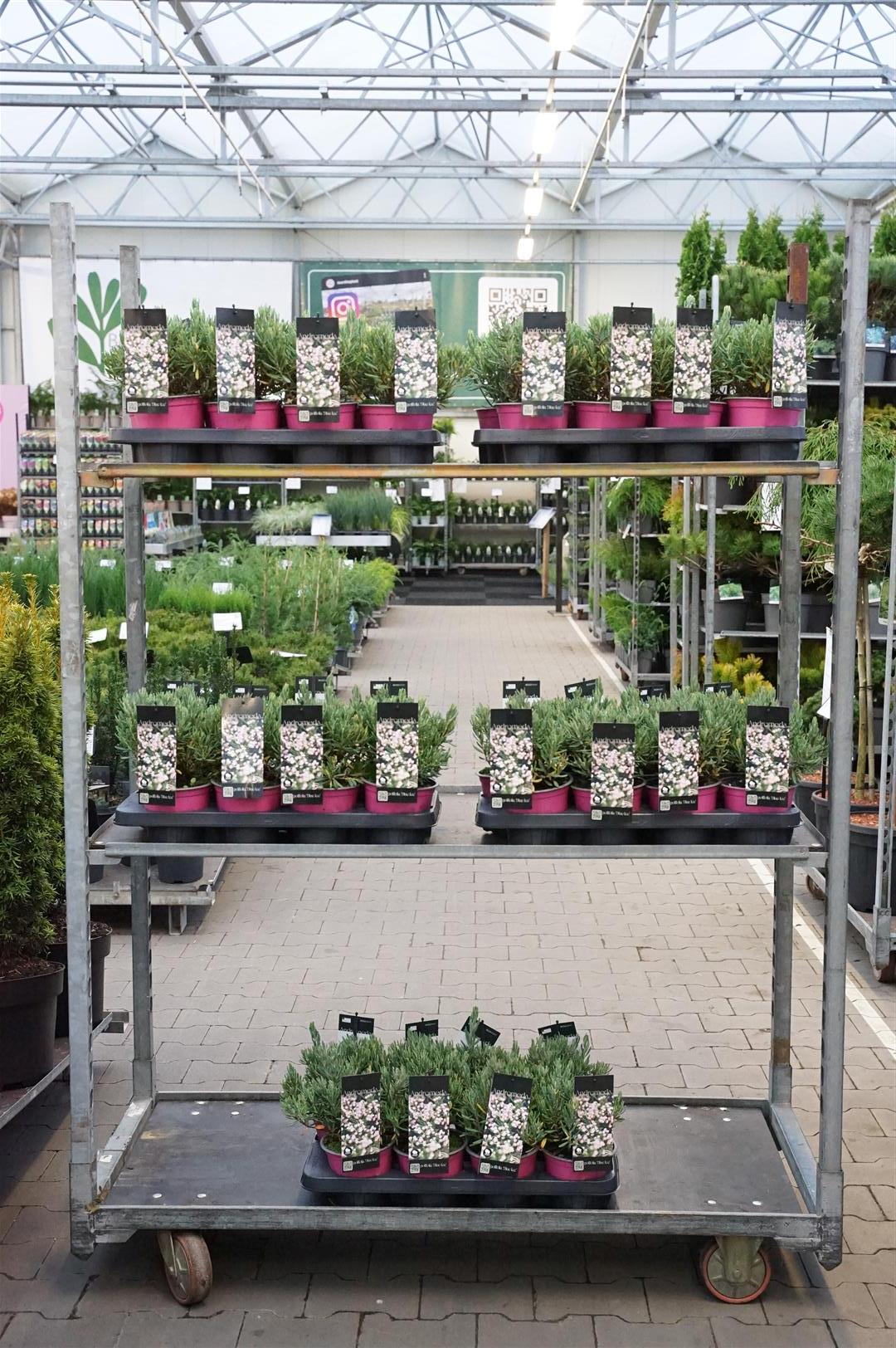 Rosling polifolia &
