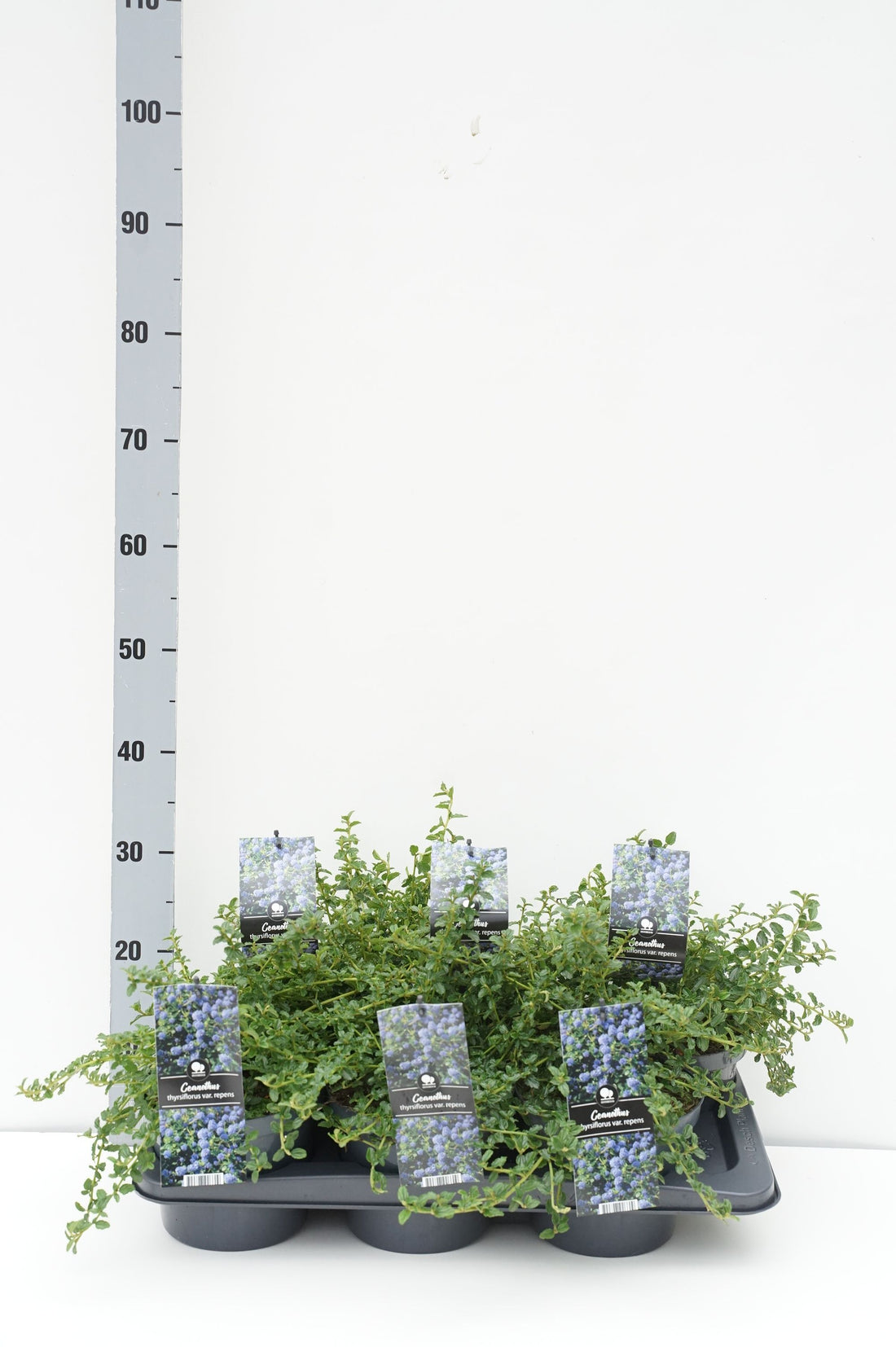 Säckbuske thyrs. repens - C2/P17 30-35 CM