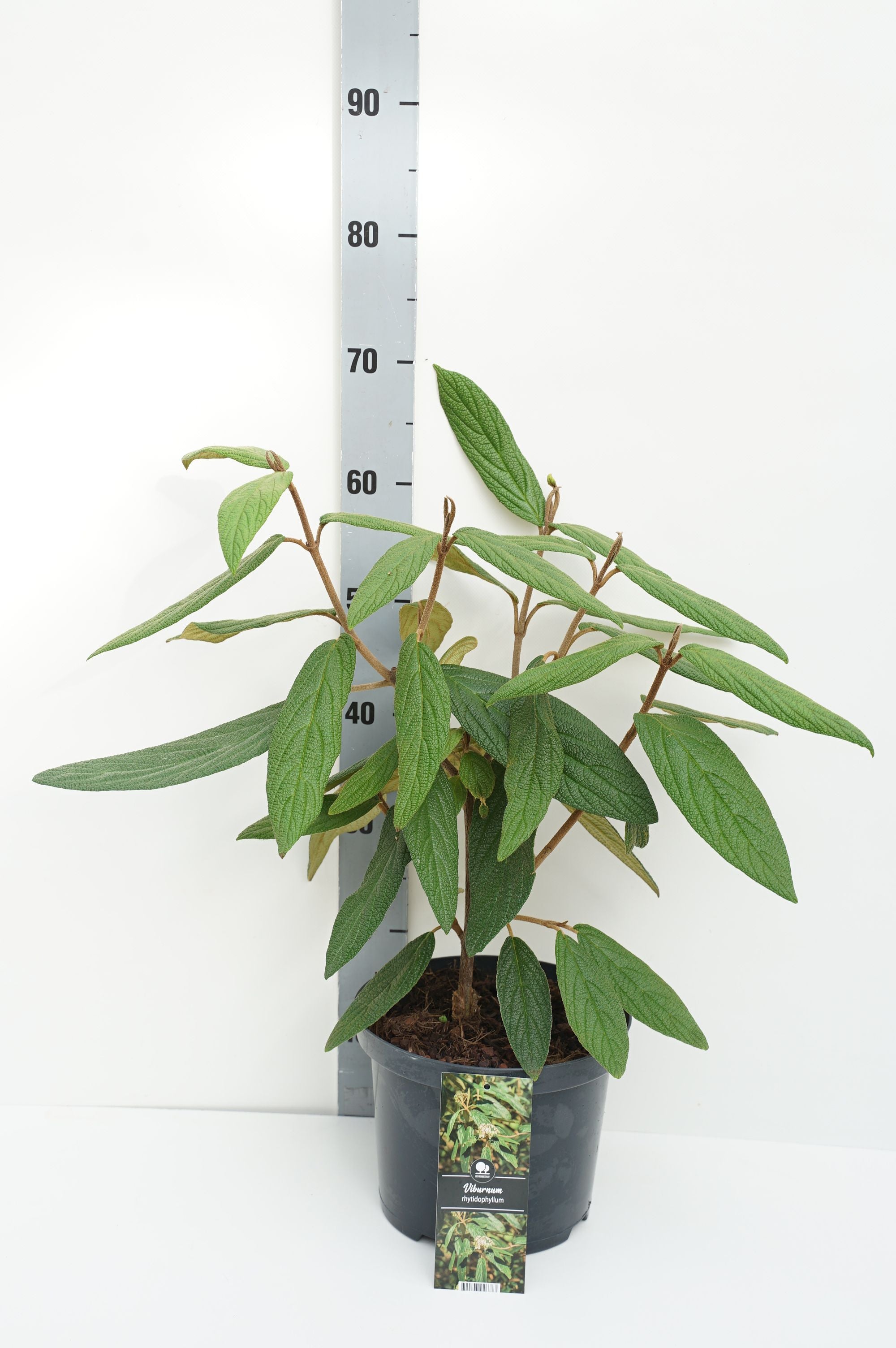 Olvon rhytidophyllum - C5/P23 30-40 CM