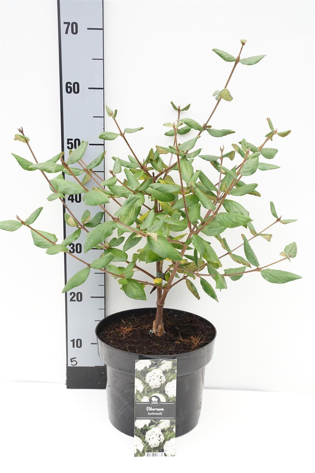 Olvon burkwoodii - C5/P23 40-50 CM