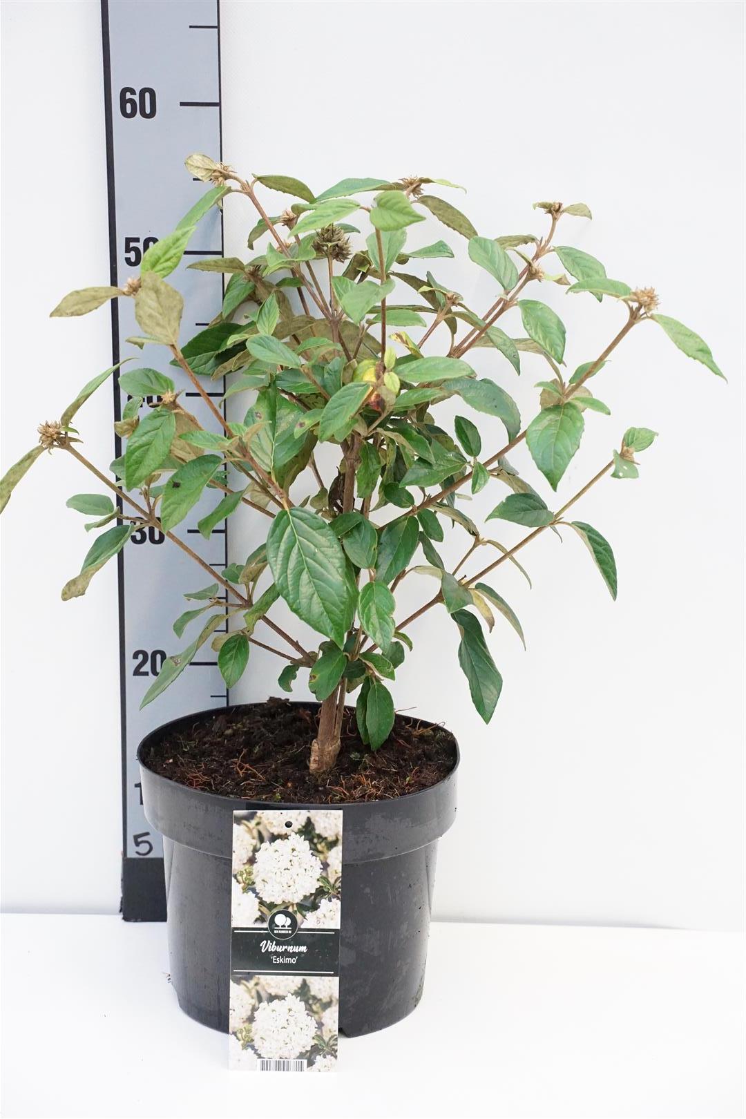 Olvon &
