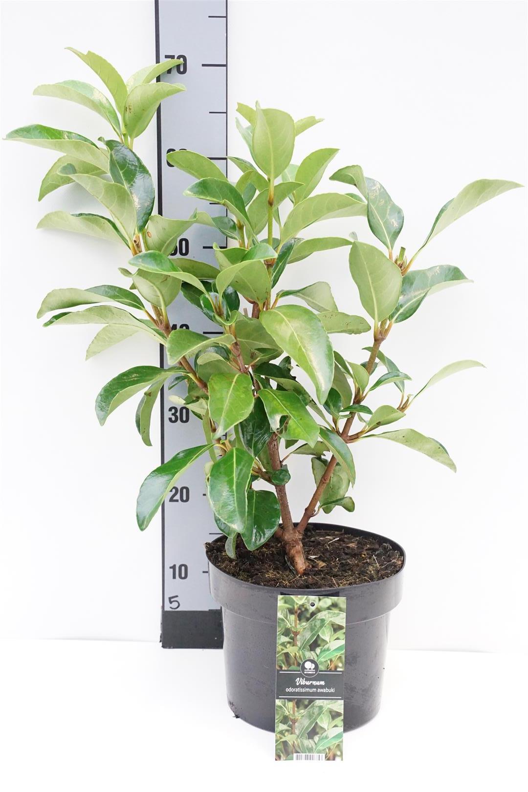 Olvon odoratissimum awabuki - C5/P23 40-50 CM