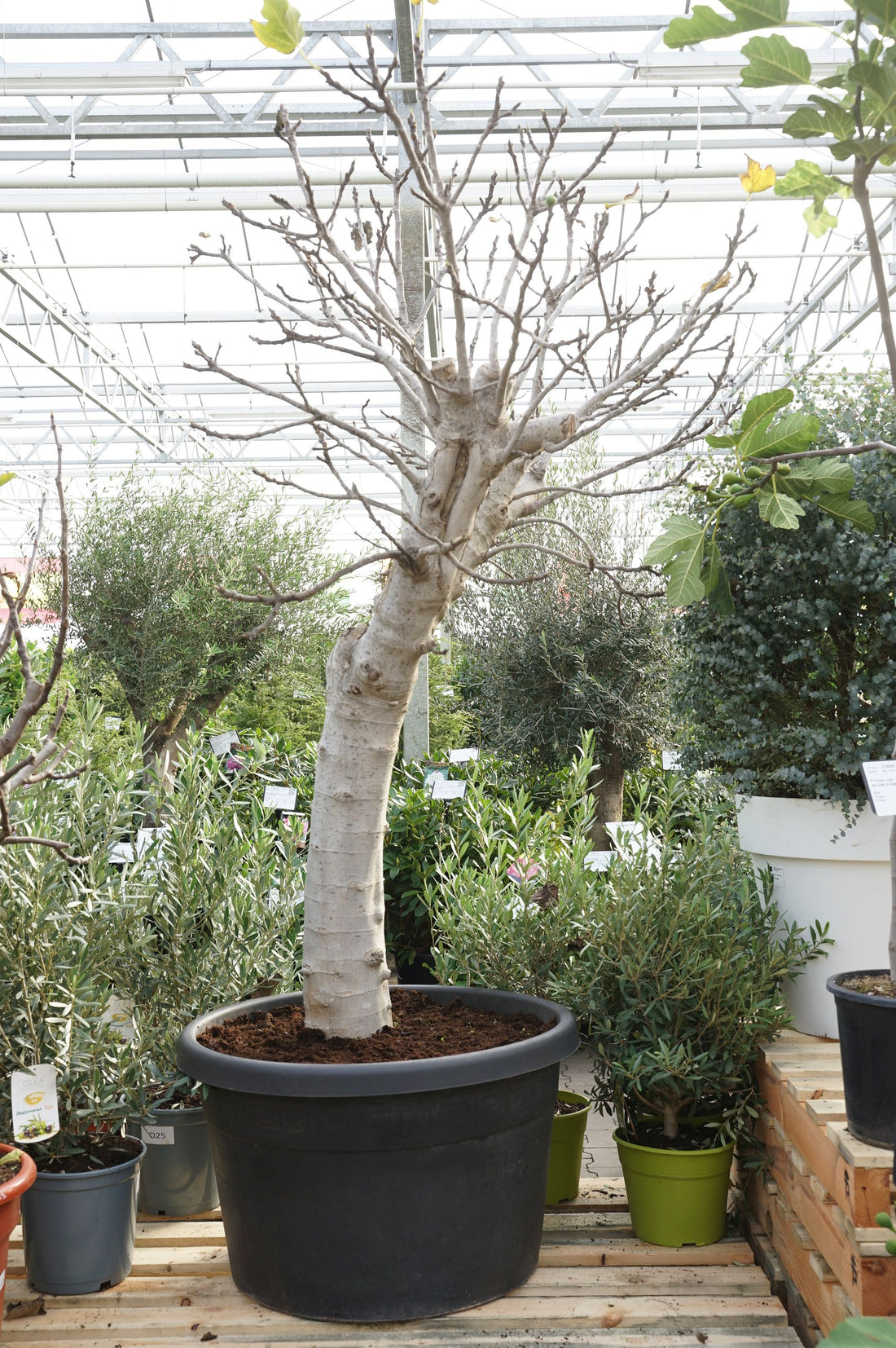 Fikon carica - 70 CM STEM C160
