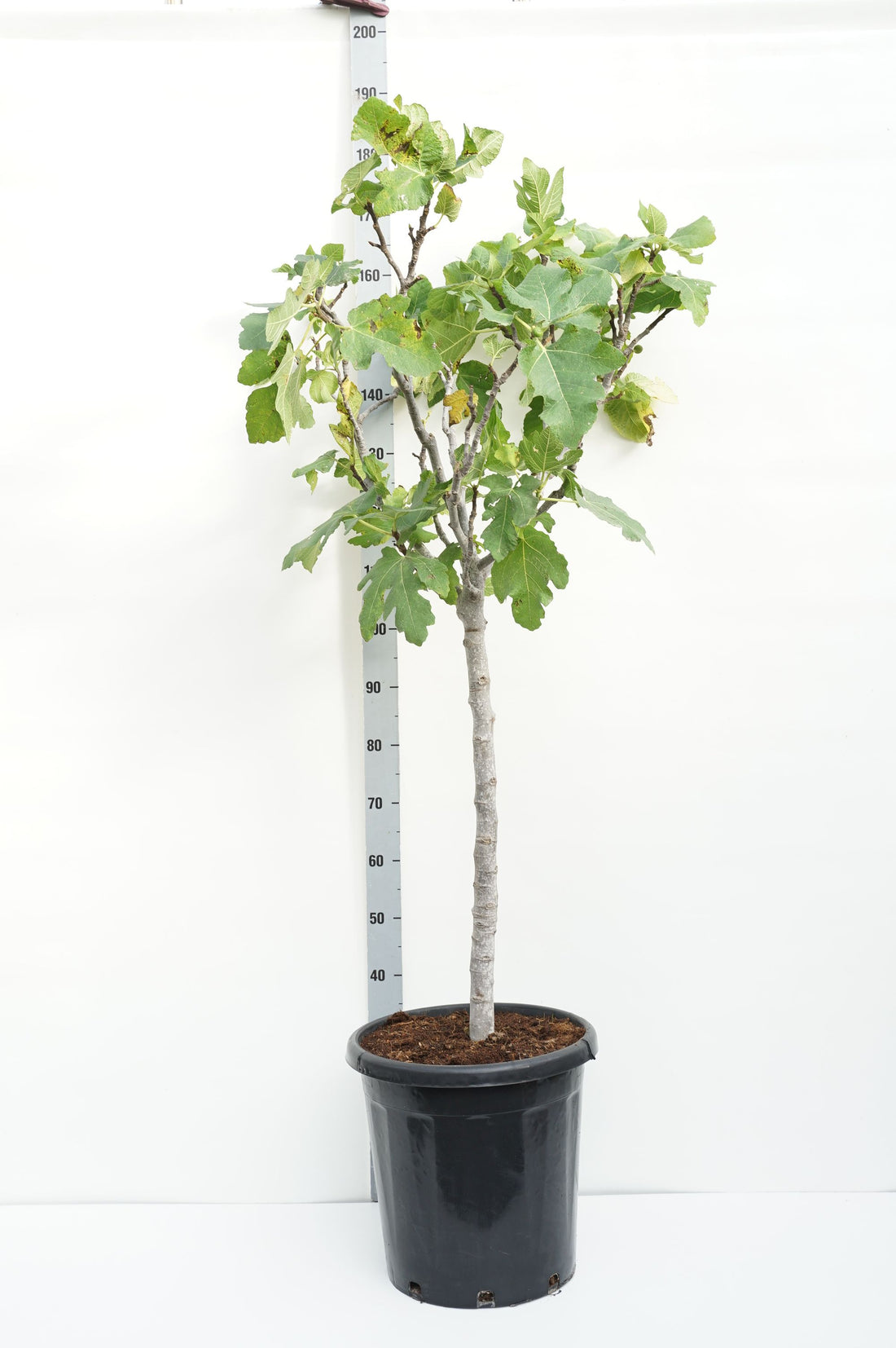 Fikon carica - 80 CM STEM C30