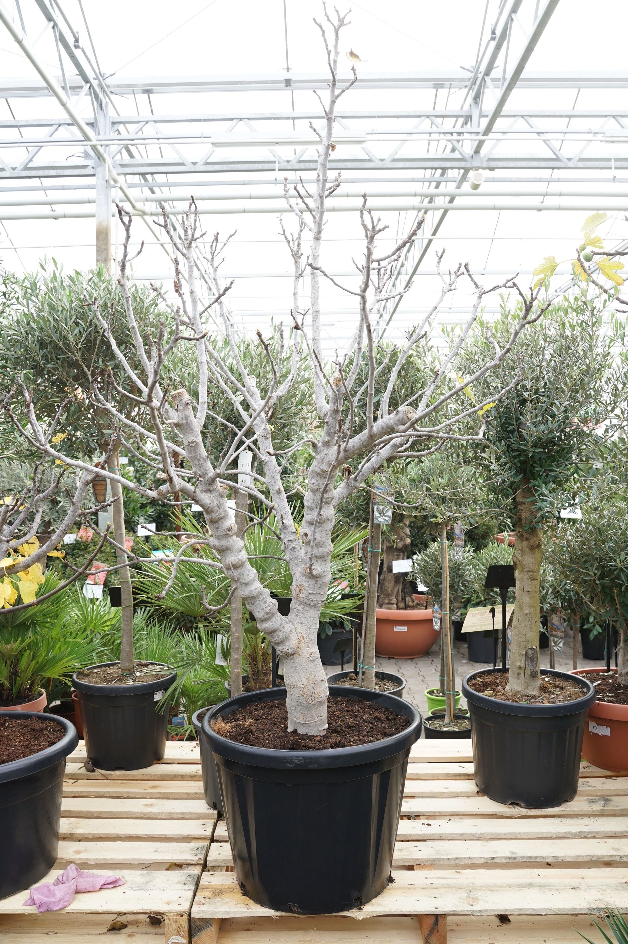 Ficus car. &