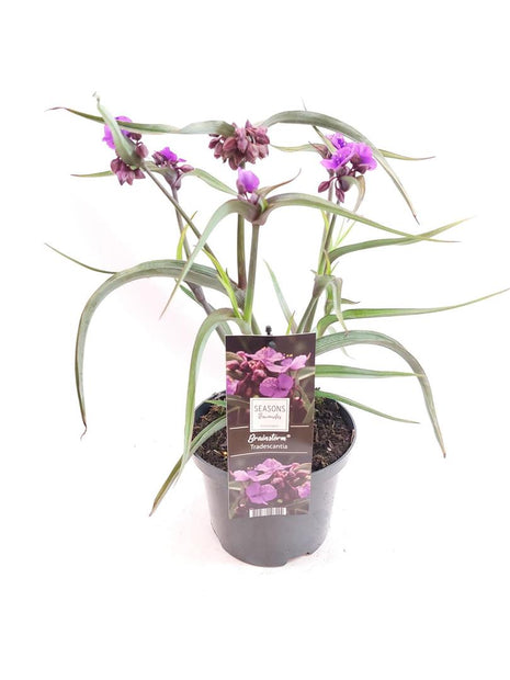 Tradescantia andersoniana 'JS® Brainstorm'