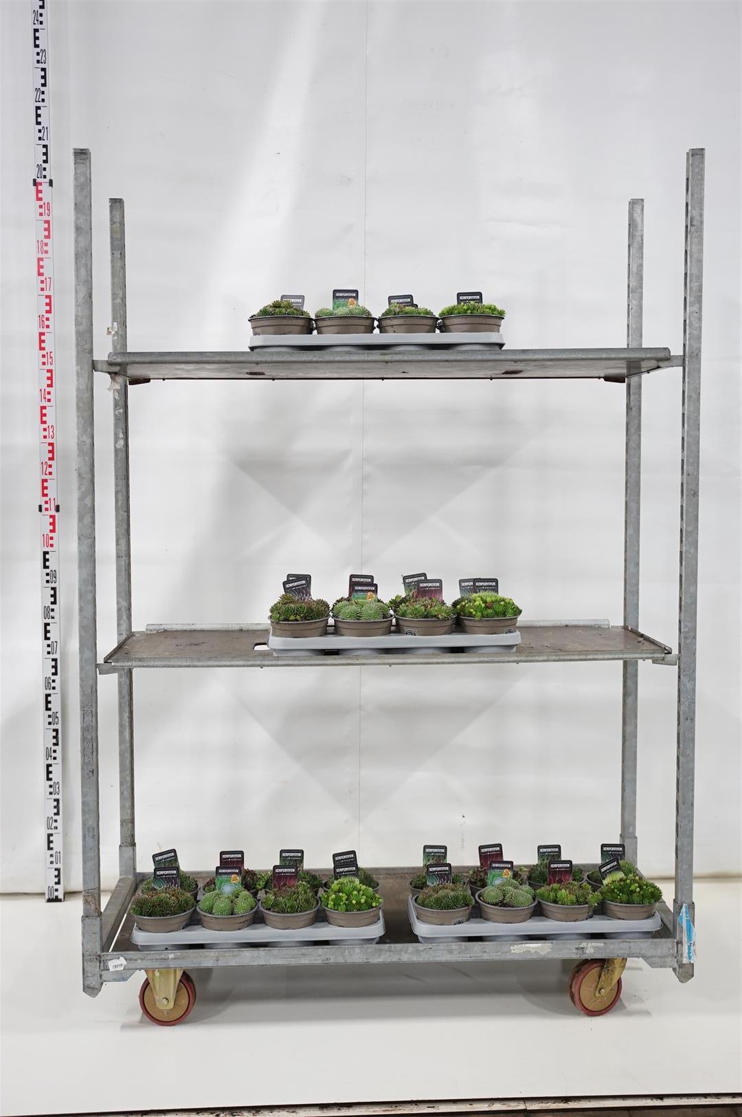 Sempervivum i sorter 9 cm kruka