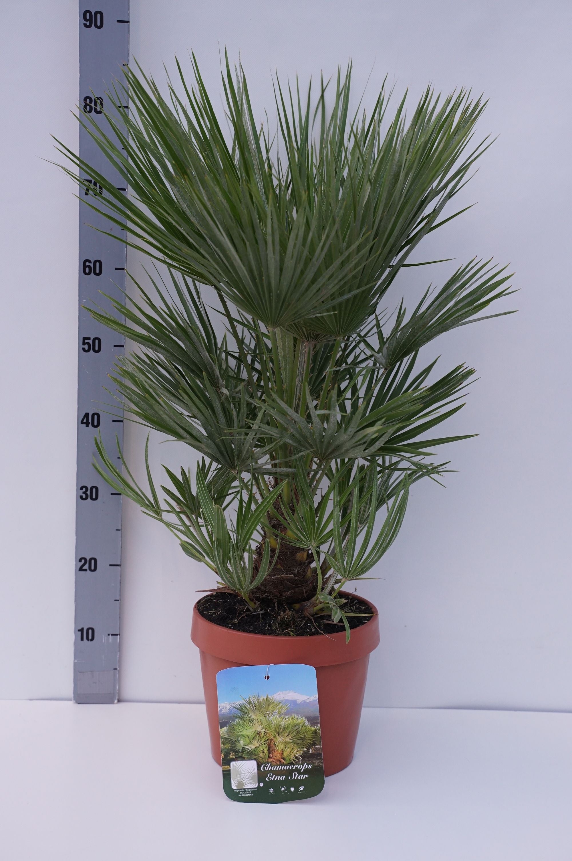 Dvärgpalm &