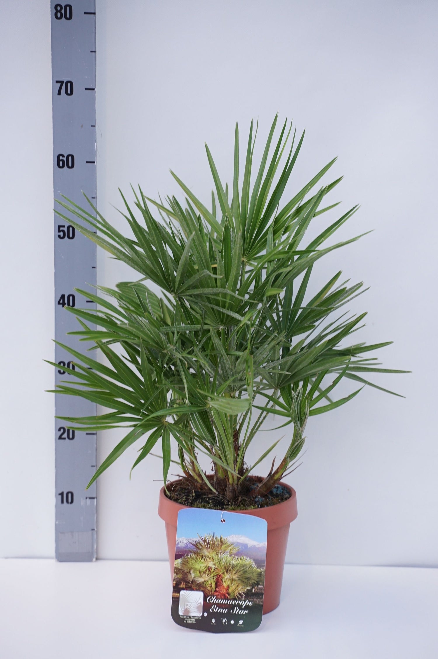 Dvärgpalm &