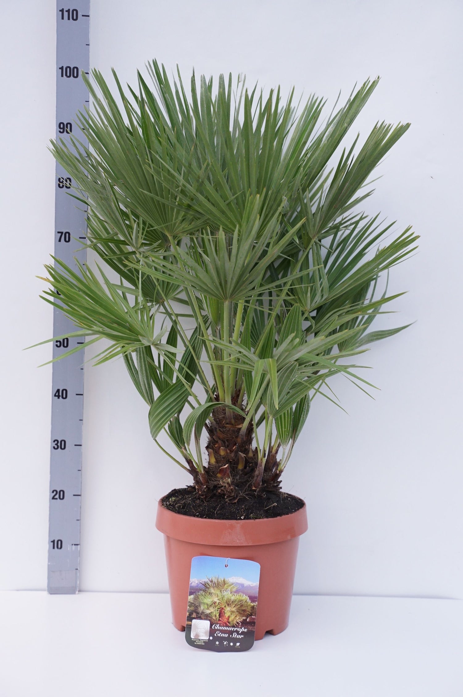 Dvärgpalm &