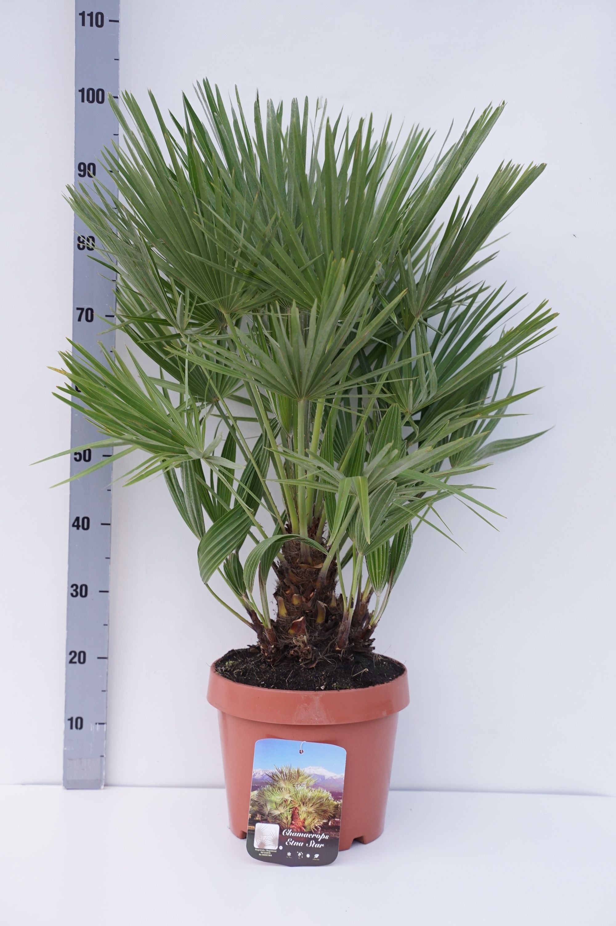 Dvärgpalm &