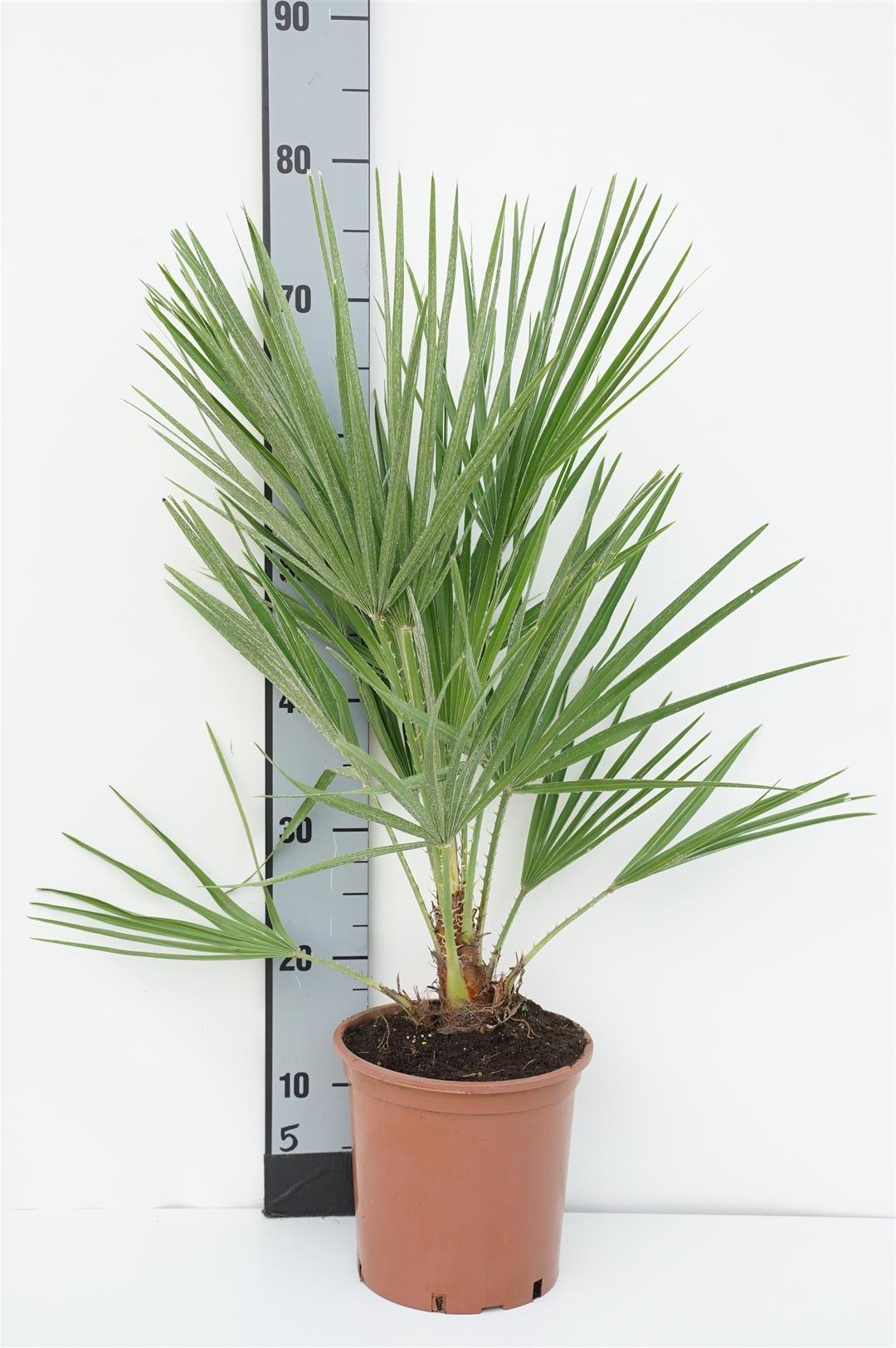 Dvärgpalm humilis - C2,5/P18 50-60 CM