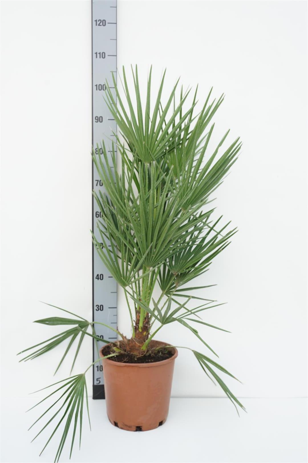 Dvärgpalm humilis - C5/P23 80-90 CM