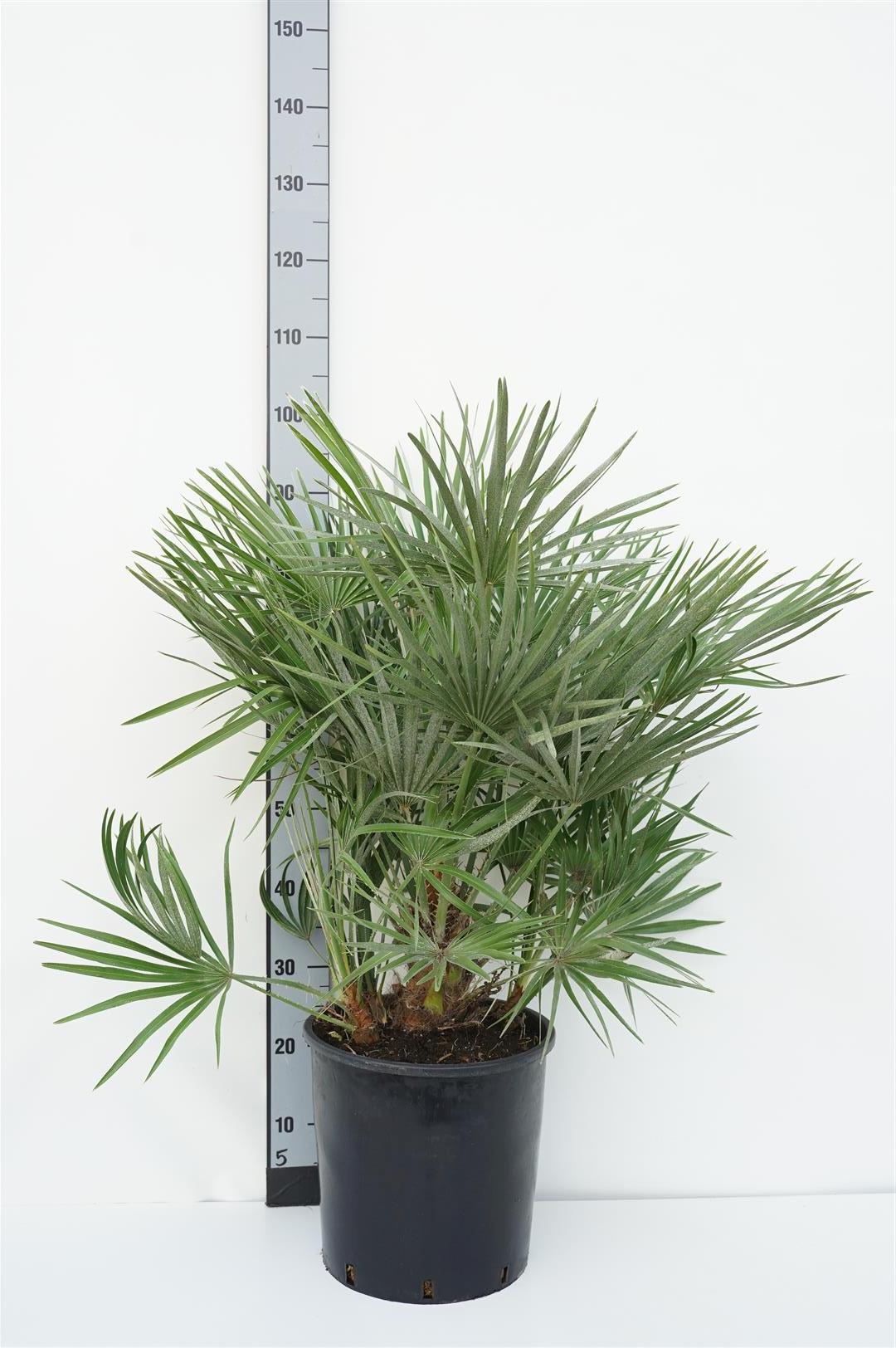 Dvärgpalm humilis - C15 90-100 CM