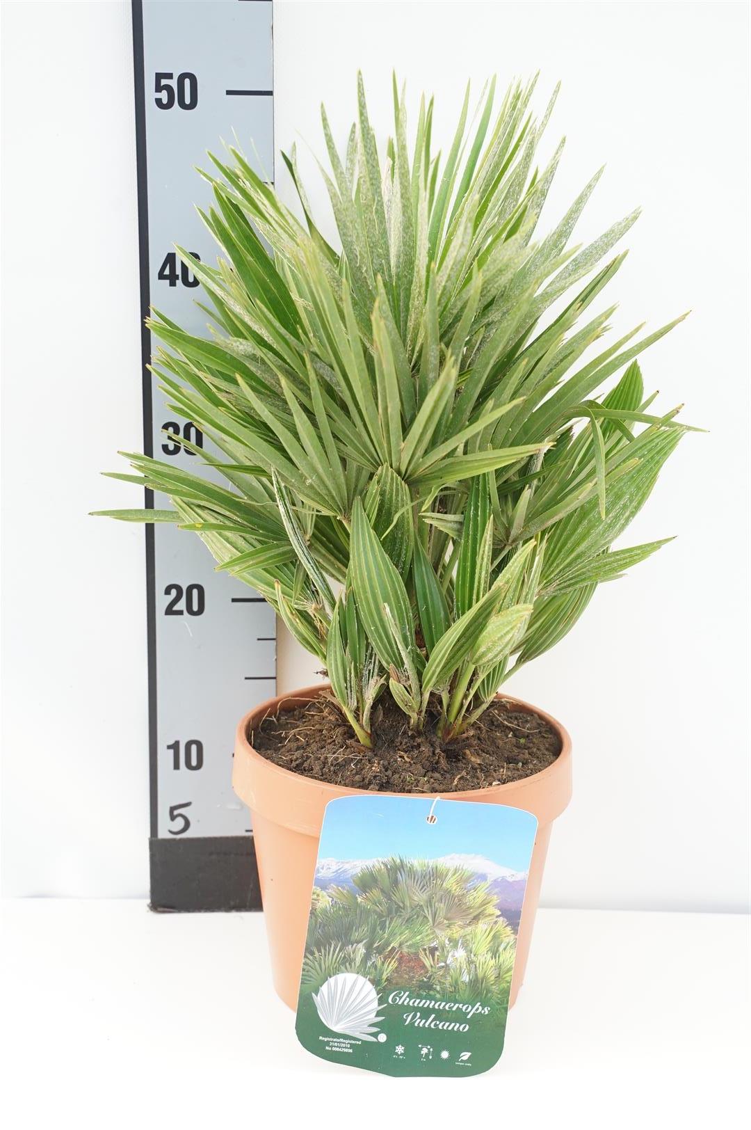 Dvärgpalm humilis &