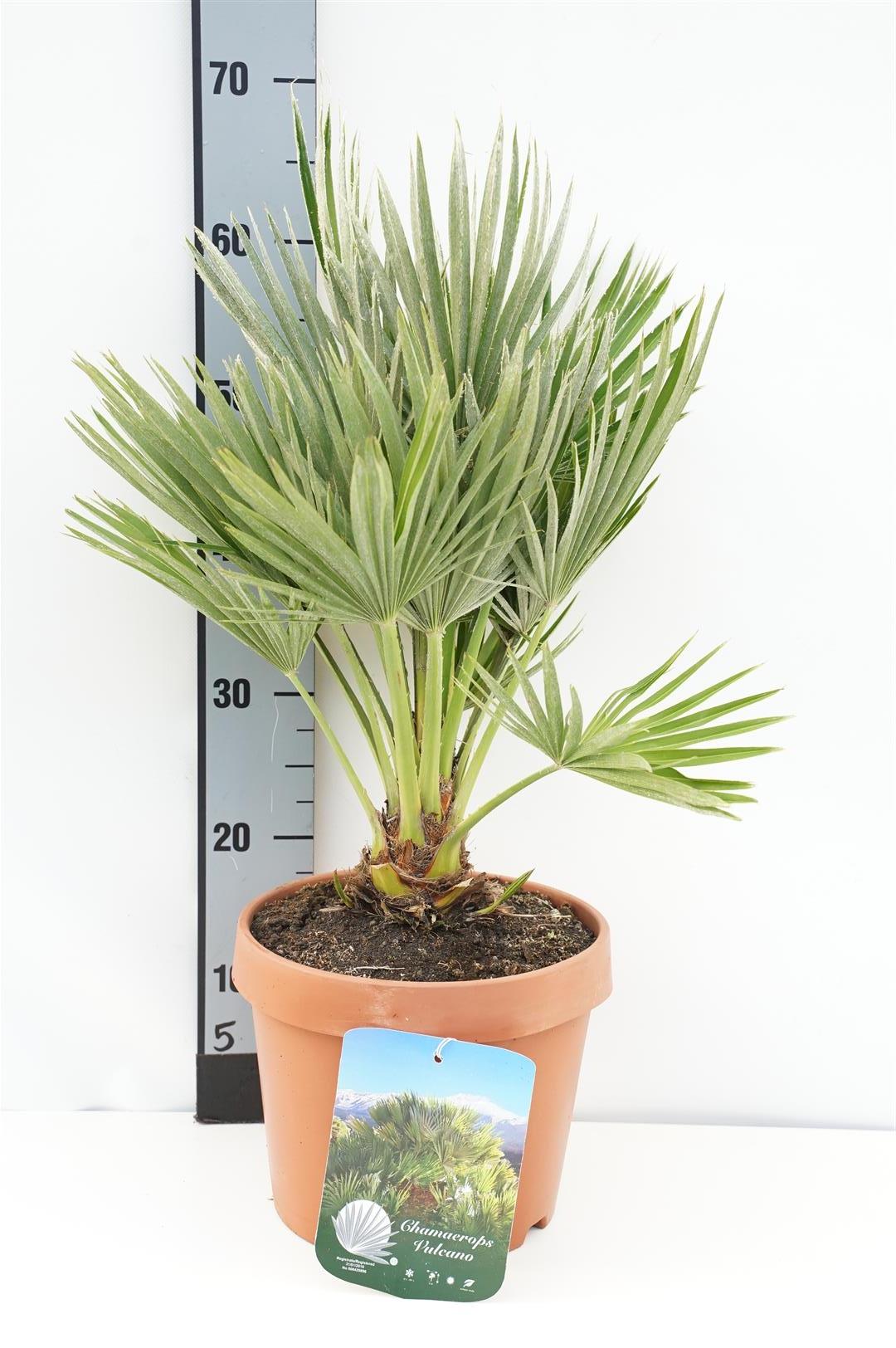Dvärgpalm humilis &