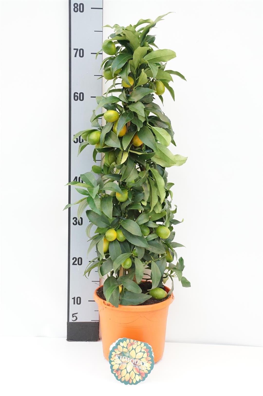 Citrus fort. japonica (Kumquat) - C3/P19 65/+CM 3-STICK