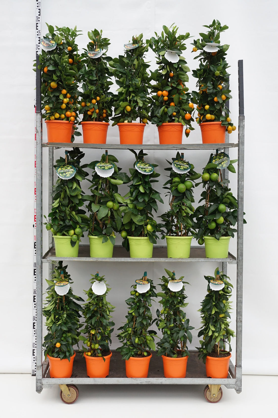 Citrus in cultivars - C3/P19 65/+CM 3-STICK
