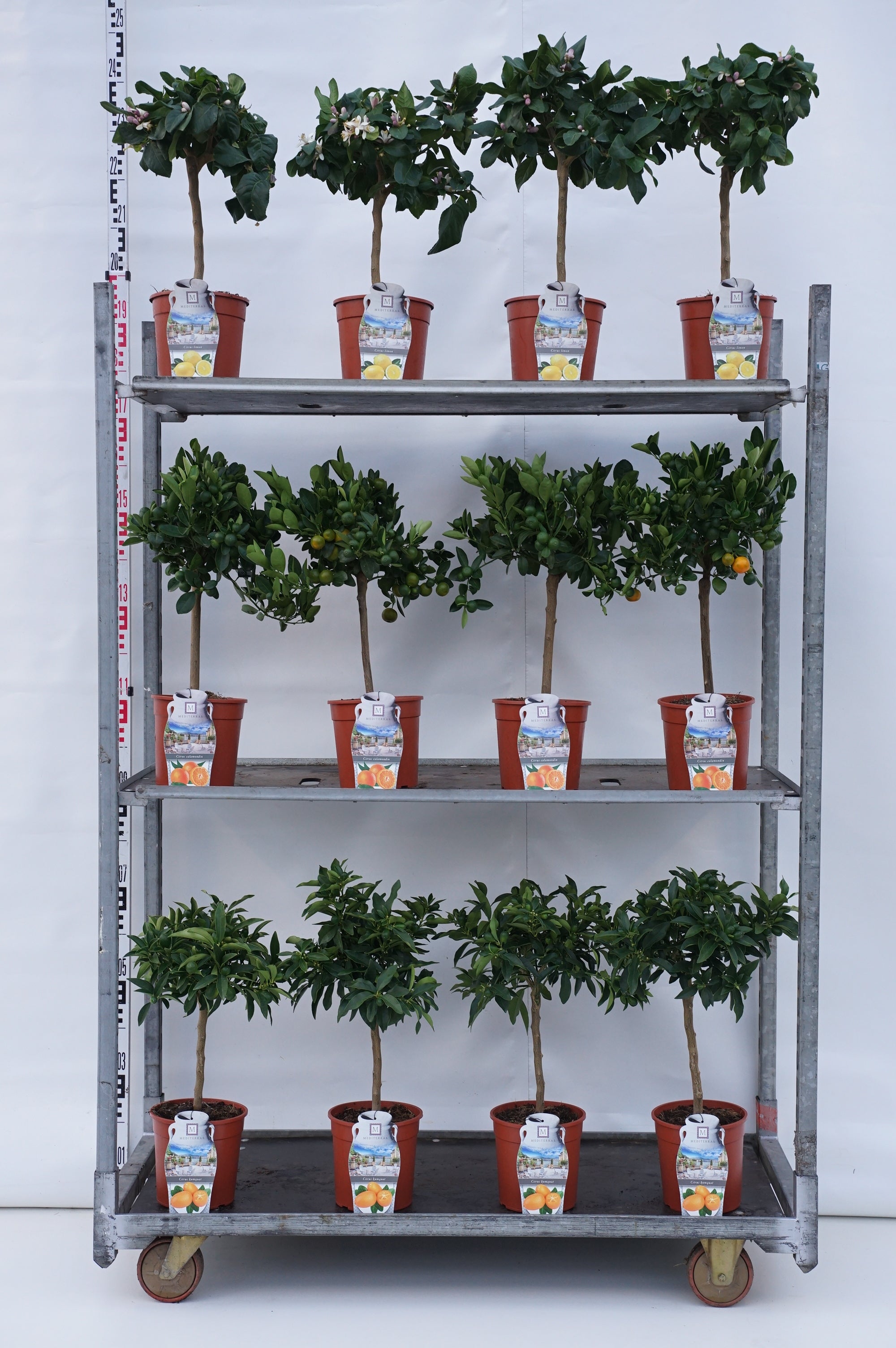 Citrus in cultivars - 20 CM STEM C3/P19