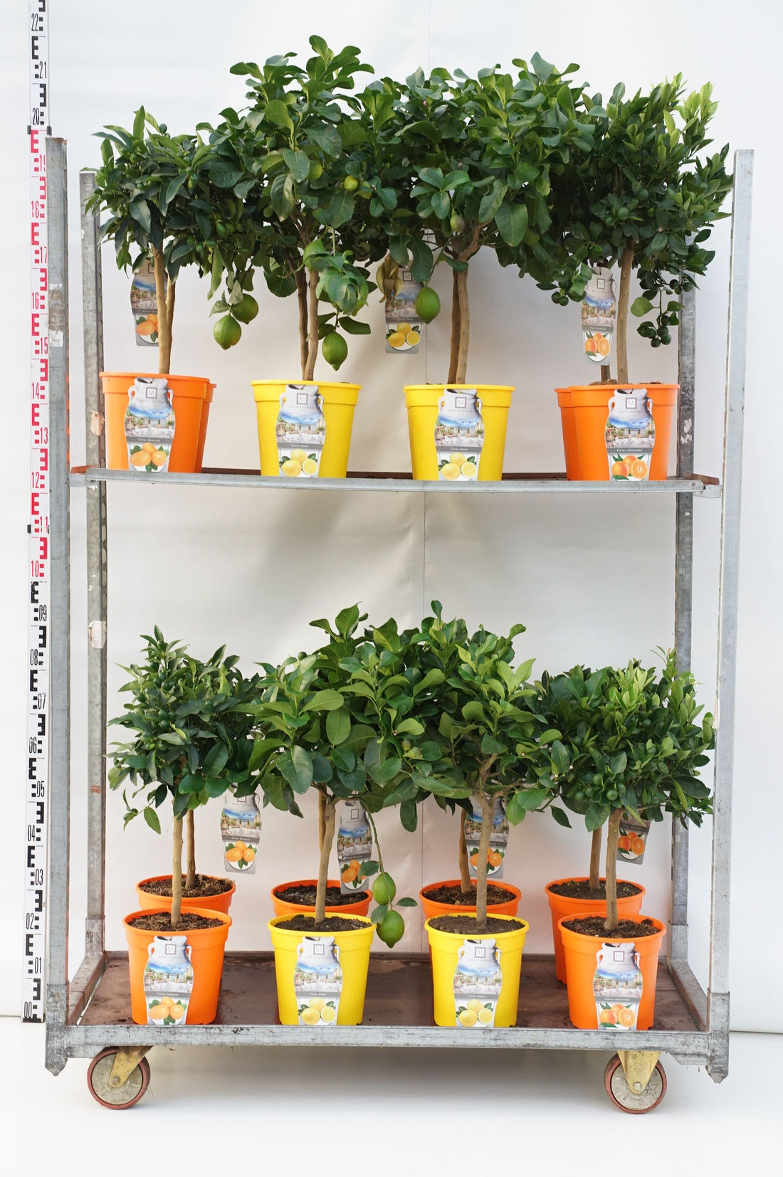 Citrus in cultivars - 40 CM STAM C4/P21 DECO