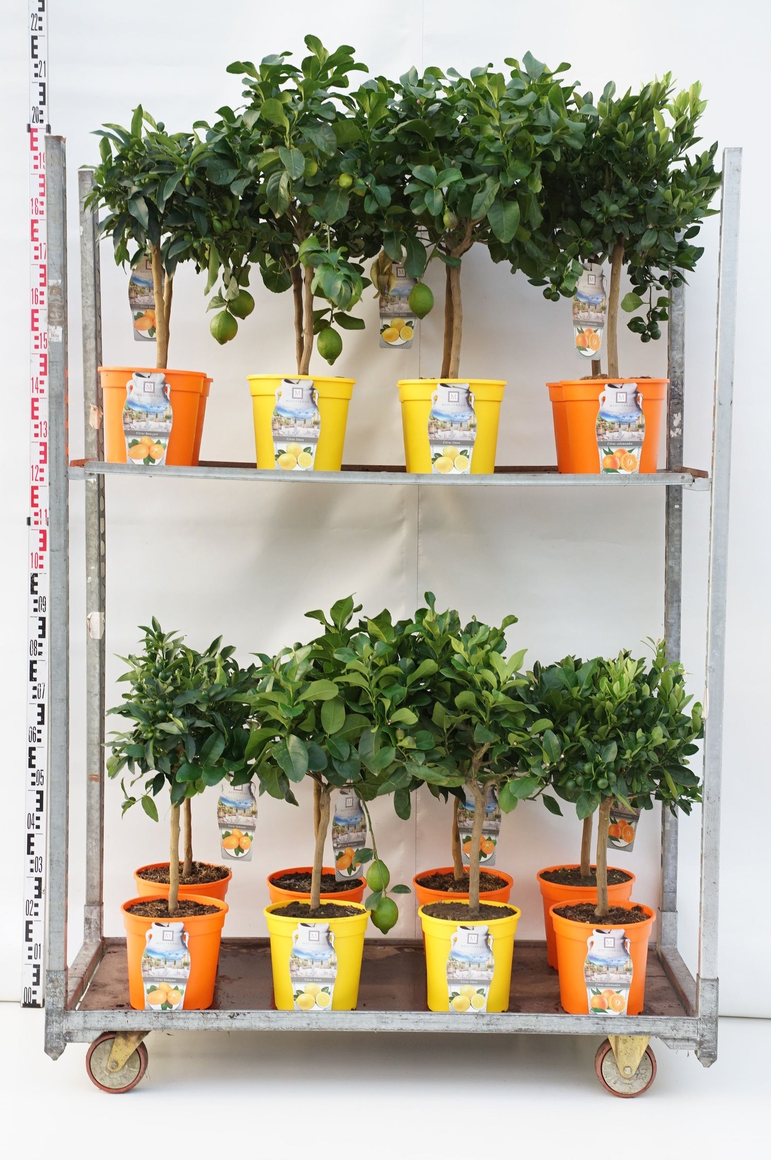 Citrus in cultivars - 40 CM STAM C4/P21 DECO